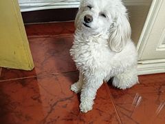 -瑞派福兴宠物医院犬猫全科·骨科·中西医结合(河东店)