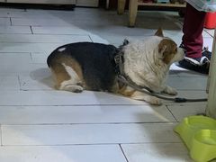 -艾蜜西餐厅(梅园店)