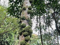 -新加坡植物园