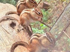 -五营红松林海景区