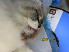 -联合动物医院(光谷诊疗中心)
