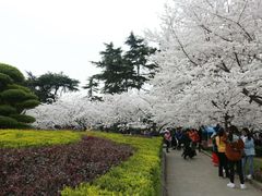 -武汉大学-樱园