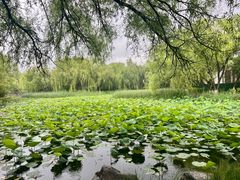 -青城公园