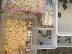 -曲阳花鸟市场(曲阳路店)
