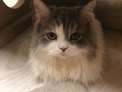 -猫和宫(六道口店)