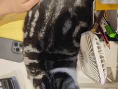 -御宝贝·A梦猫科宠物医院(国际猫友好医院)