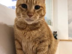 -李小姐の猫咖啡馆(五角场店)