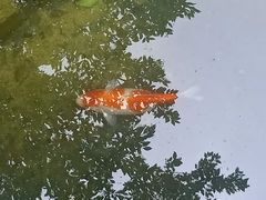 -金鸡山公园