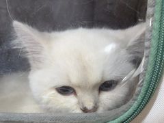 -FAELING PETS美天灵宠物(合生汇店)