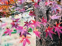 -上海共青森林公园