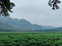-中国茶叶博物馆(双峰馆区)