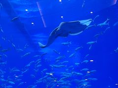 -成都浩海立方海洋公园