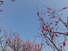 -南山植物园