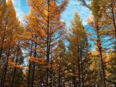 -塞罕坝国家级自然保护区