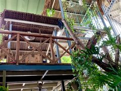 -Rainforest