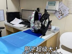 -美联众合爱康动物医院•复杂内科•肿瘤科•牙科•腔镜诊疗中心