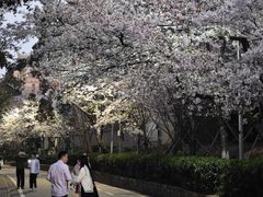 -武汉大学-樱园