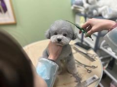 -鑫艺宠物美容培训学校