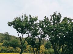 -大连铭湖国际观光牧场