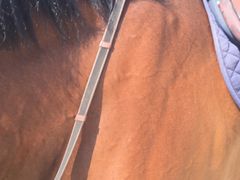 -松声马术俱乐部