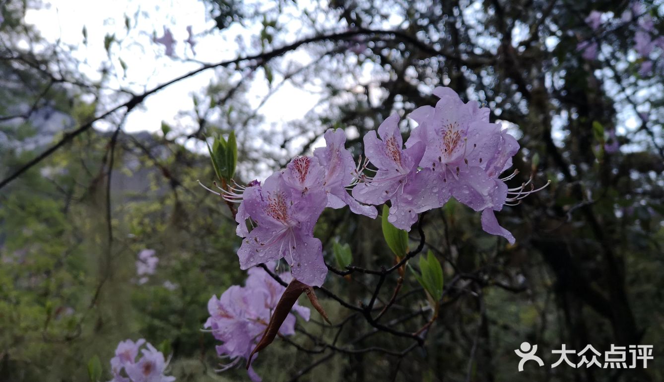 巴拉格宗漫山遍野的杜鹃花太美啦！