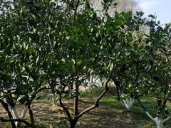 -昆山城市生态森林公园