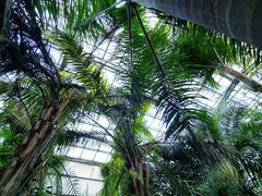 -呀路古热带植物园