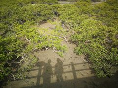 -北海金海湾红树林生态旅游区