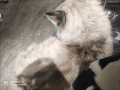 -浣熊柯尔鸭土拨鼠·电玩咖
