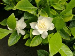 -龙大花卉苗木市场