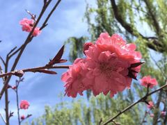 -国家植物园