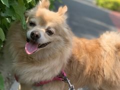 -熊小胖宠物生活馆(天华园店)