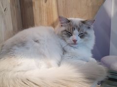 -momokira米努特·德文卷毛猫·棉花面纱犬