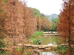 -云溪植物园