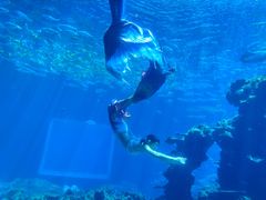 -海棠湾洲际-涛·海底餐厅·美人鱼·自助餐·海底隧道