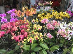 -溪岸路花鸟市场