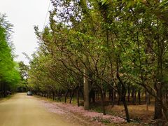 -日照海滨国家森林公园