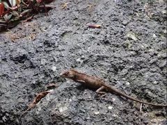 -呀诺达热带雨林