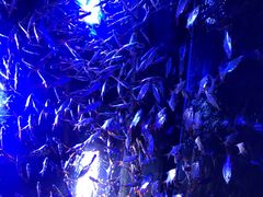 -成都浩海立方海洋公园