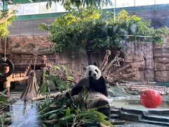 -泉州海丝野生动物世界