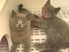 -lincat·猫舍(广州店)