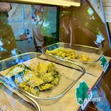 🍙南宁新晋「广西天妇罗」专卖店‼️万物皆可酿✨