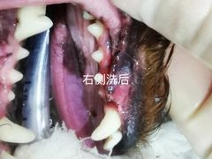 -佳雯宠物医院(金华南路分院)