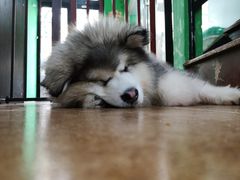 -李小姐の猫咖啡馆(五角场店)