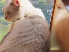 -猫猫幼稚园·撸猫·桌游·电玩