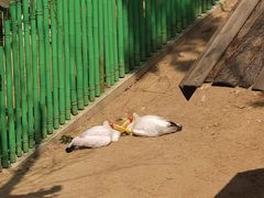 -西霞口神雕山野生动物世界