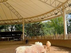 -J Create城市露营咖啡·简餐·宠物(上海动物园店)