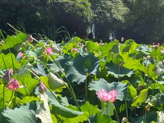-金银湖国家城市湿地公园