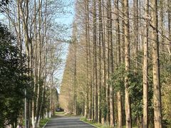 -东平国家森林公园