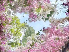 -深圳国际园林花卉博览园